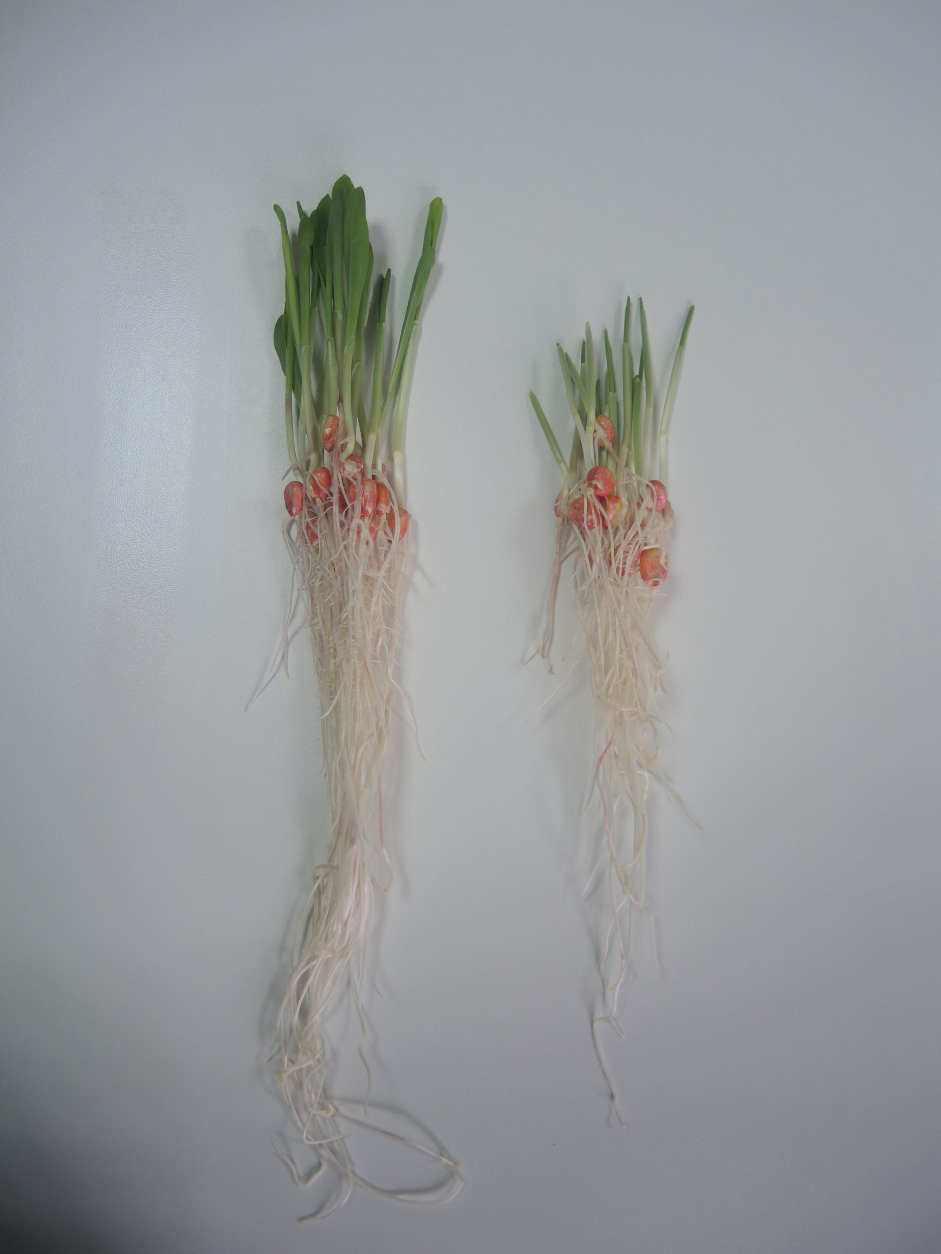 Slavol S i Rizol za soju – za stimulaciju klijanja semena, ujednačenog nicanja i jačeg korenovog sistema